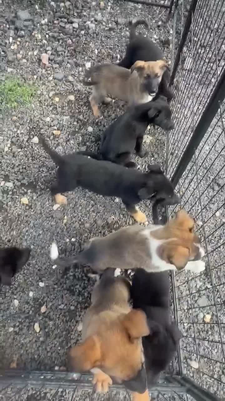 Mixed Breed dogs for sale: German shepherd x Belgian malinios puppy's  - Video 1
