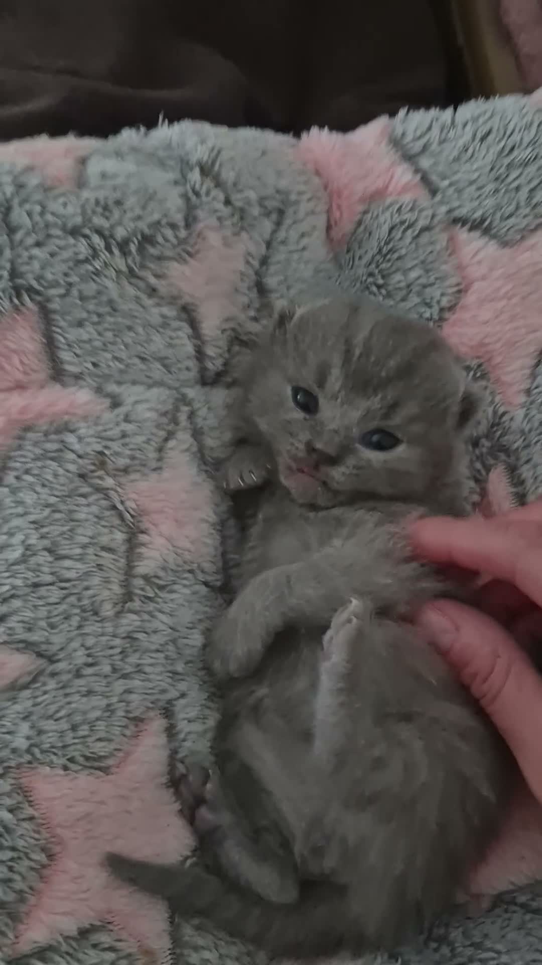 British Shorthair cats for sale: GCCF British Shorthair Kittens - Blue and Lilac  - Video 3