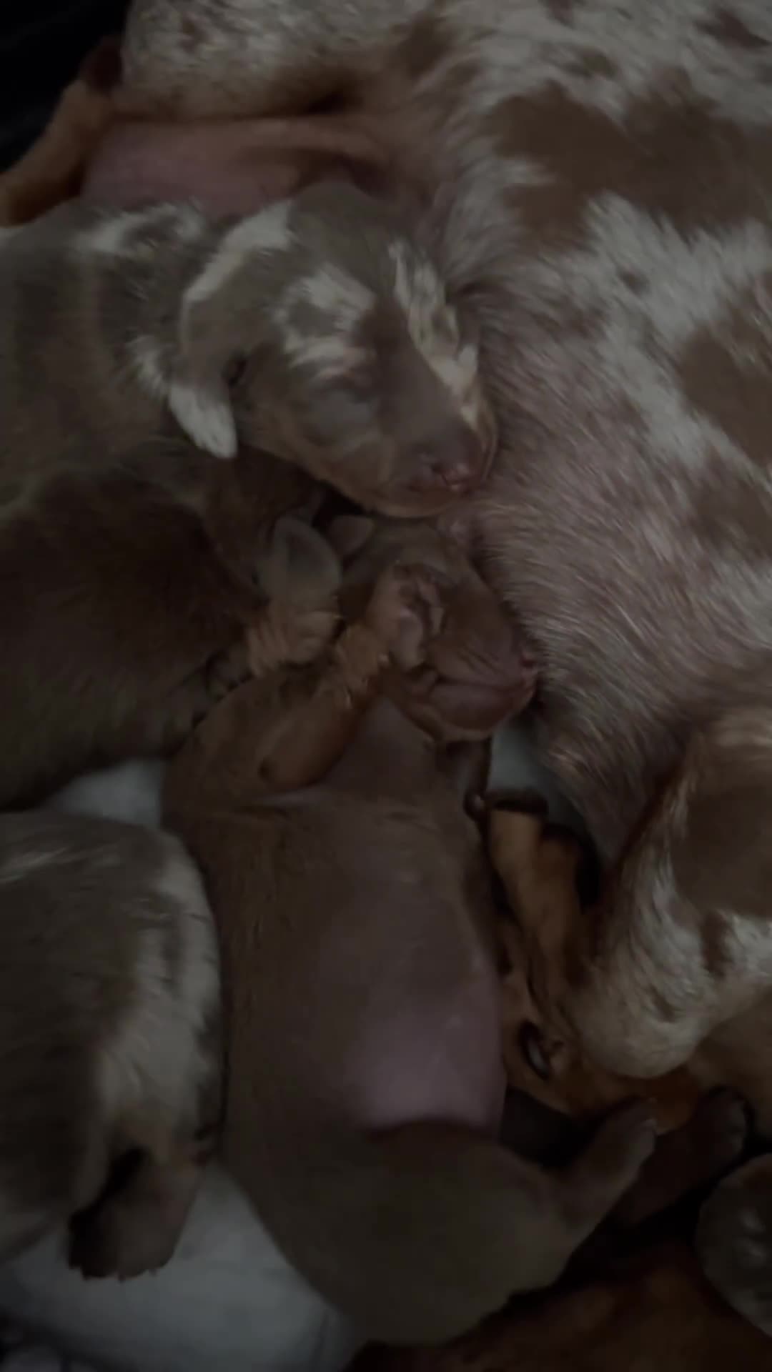 Miniature Dachshund dogs for sale: Miniature dachshunds  - Video 1