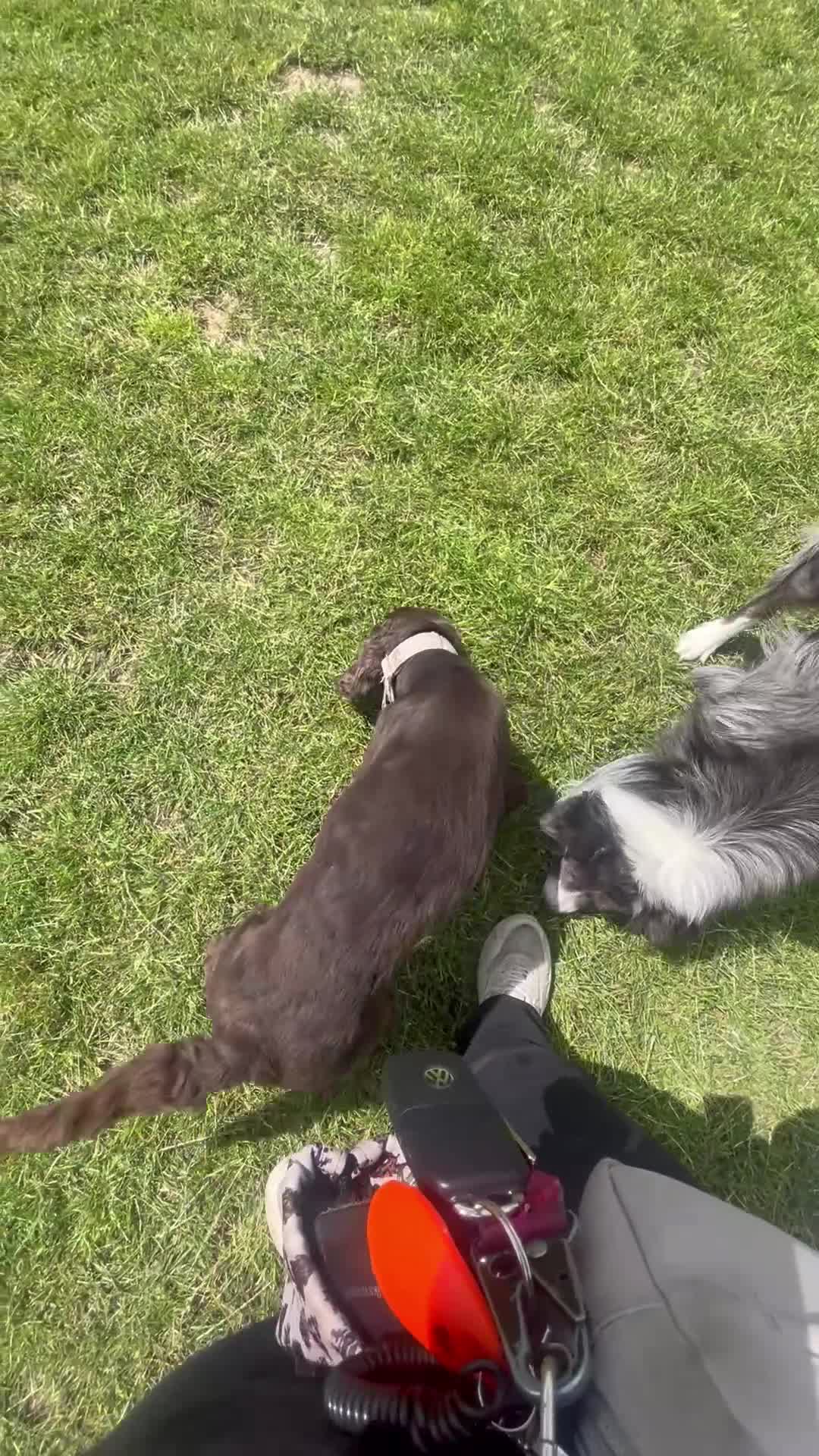 Cocker Spaniel dogs for sale: 2 year old KC cocker spaniel  in Wrexham - Video 1