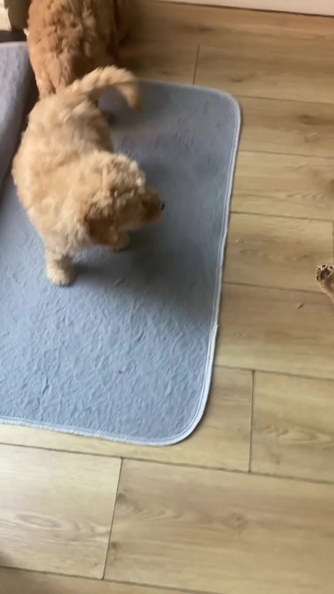Labradoodle dogs for sale:  Standard Labradoodles multi generational  - Video 1