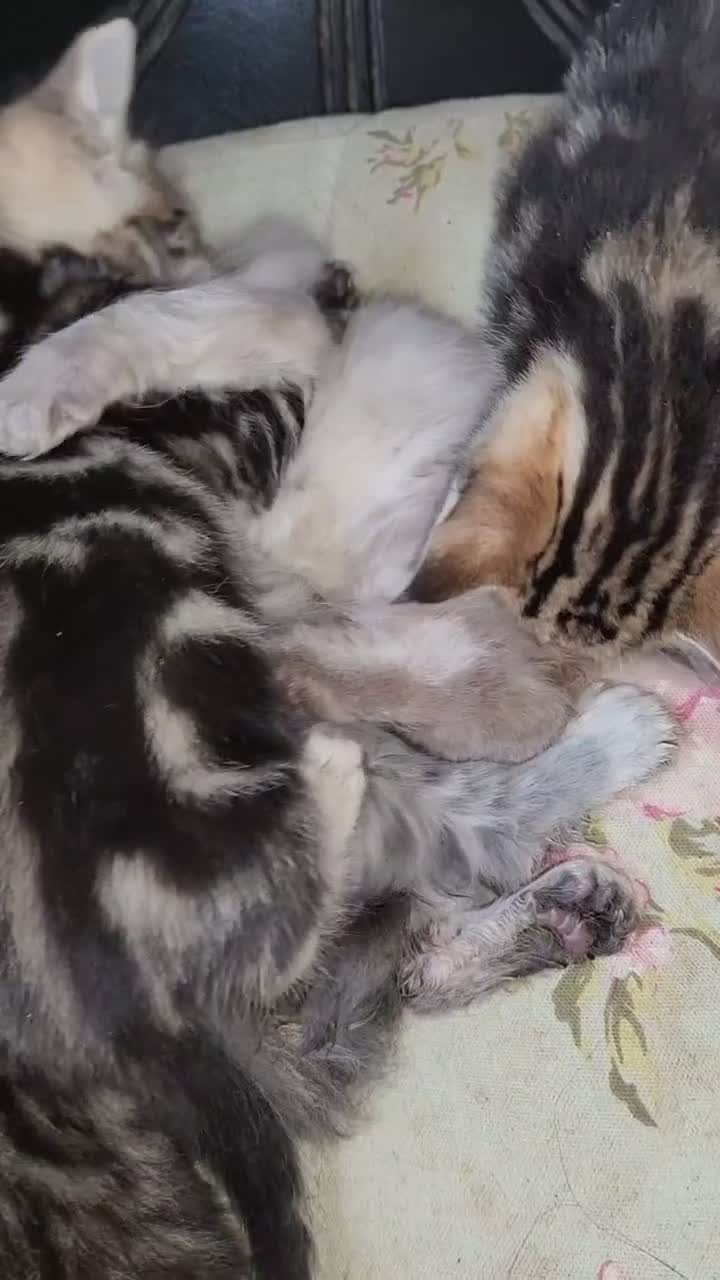 Mixed Breed cats for sale: Kittens for sale - Video 2