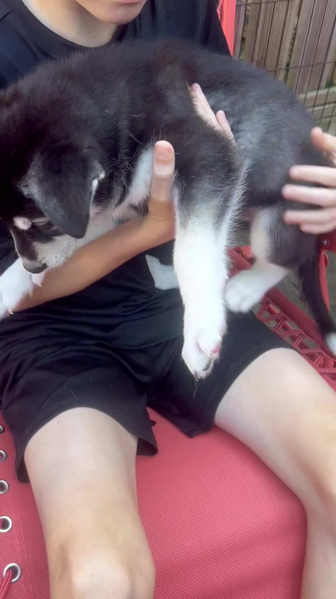 Siberian Husky dogs for sale: Lovely husky puppies, ready for new homes on 25/8 - Video 2