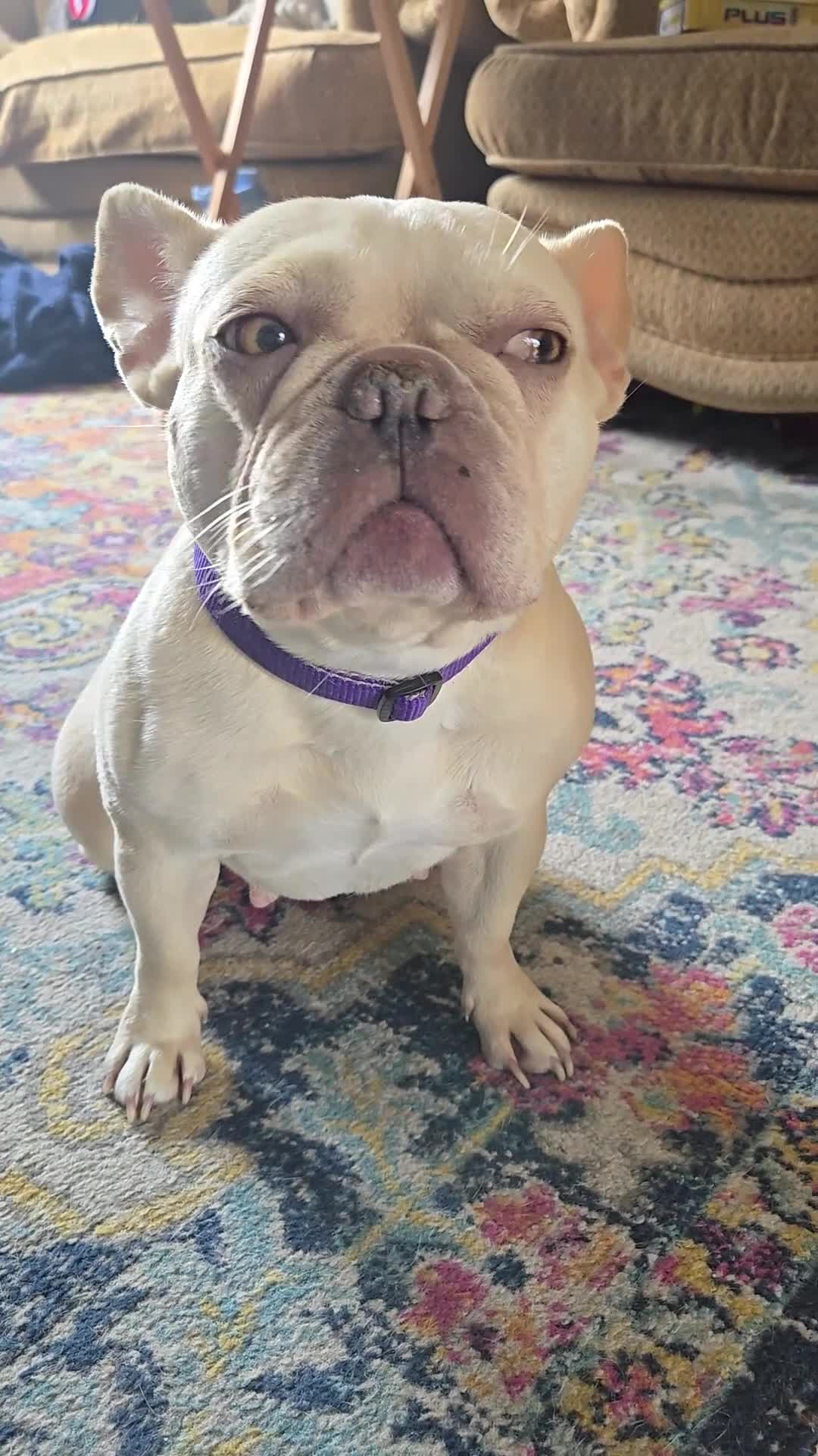 French Bulldog dogs for sale: Cream/Platinum 3.5 yr old French Bulldog - Video 1