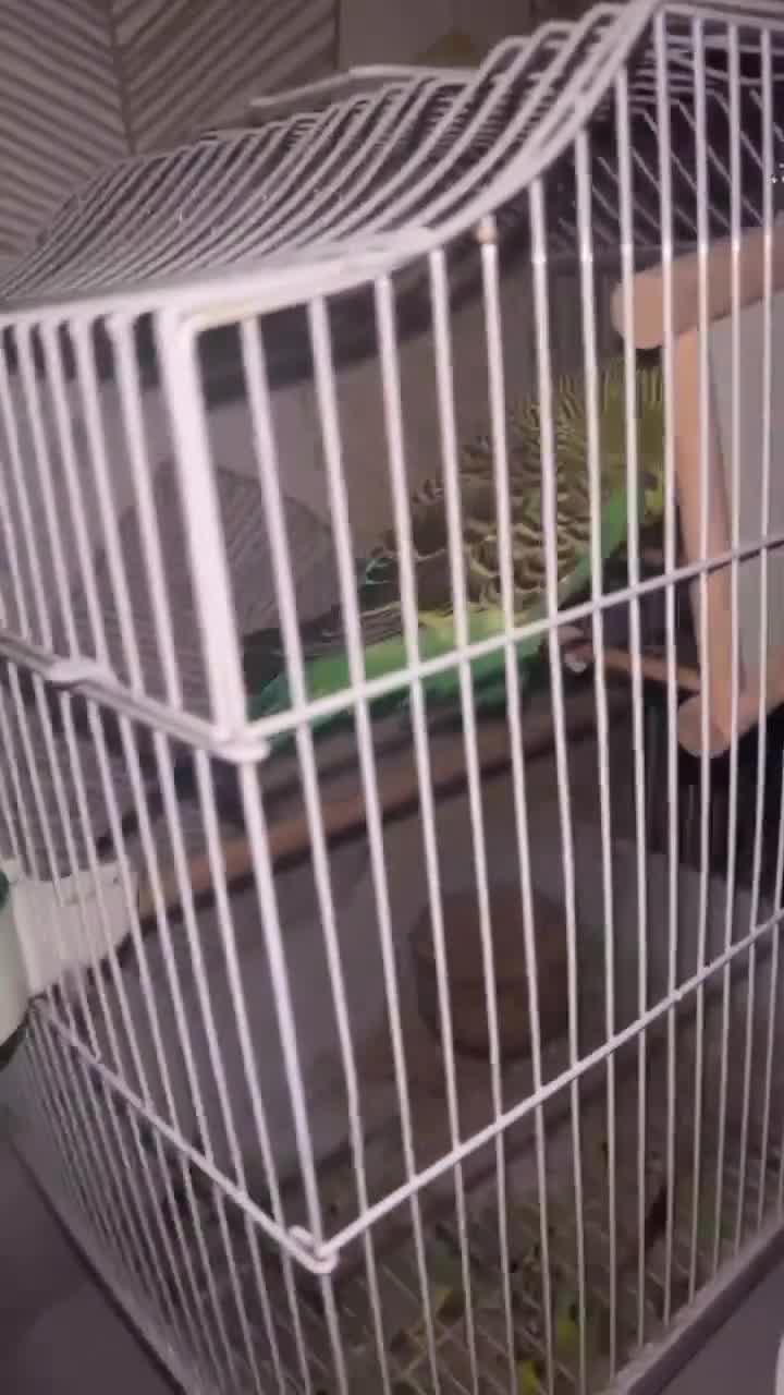 Budgerigars birds for sale: EXIBITION BUDGIE - Video 1