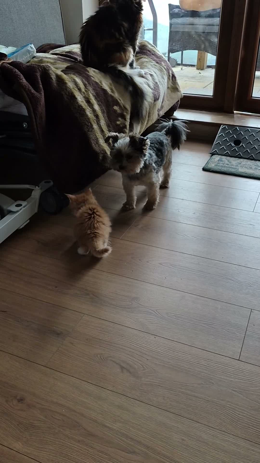 Maine Coon cats for sale: Maine Coon Boy - Video 1