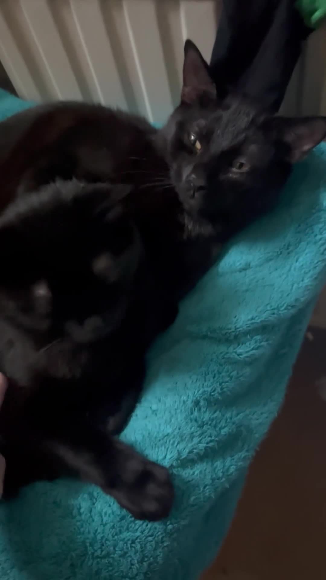 Mixed Breed cats for sale: 2 black male cats for sale  - Video 1