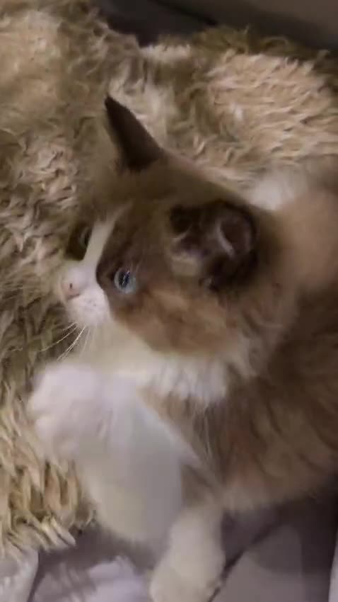 Ragdoll cats for sale: Rare European Long-Haired Ragdoll Kittens - Video 3