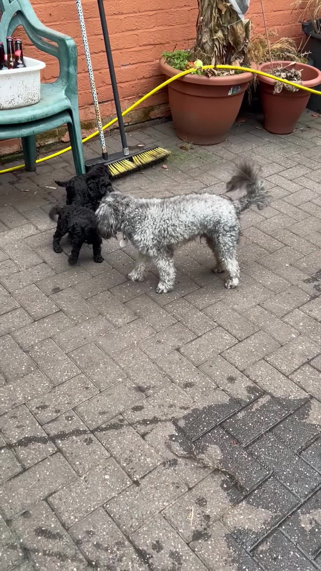 Cockapoo dogs for sale: F1B cockapoo puppies  - Video 2