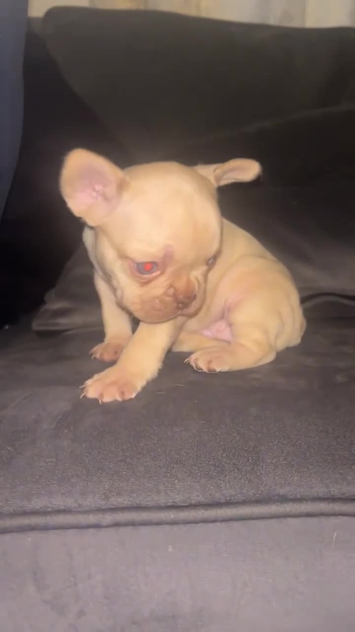 French Bulldog dogs for sale: Last Isabella French bulldog  - Video 1