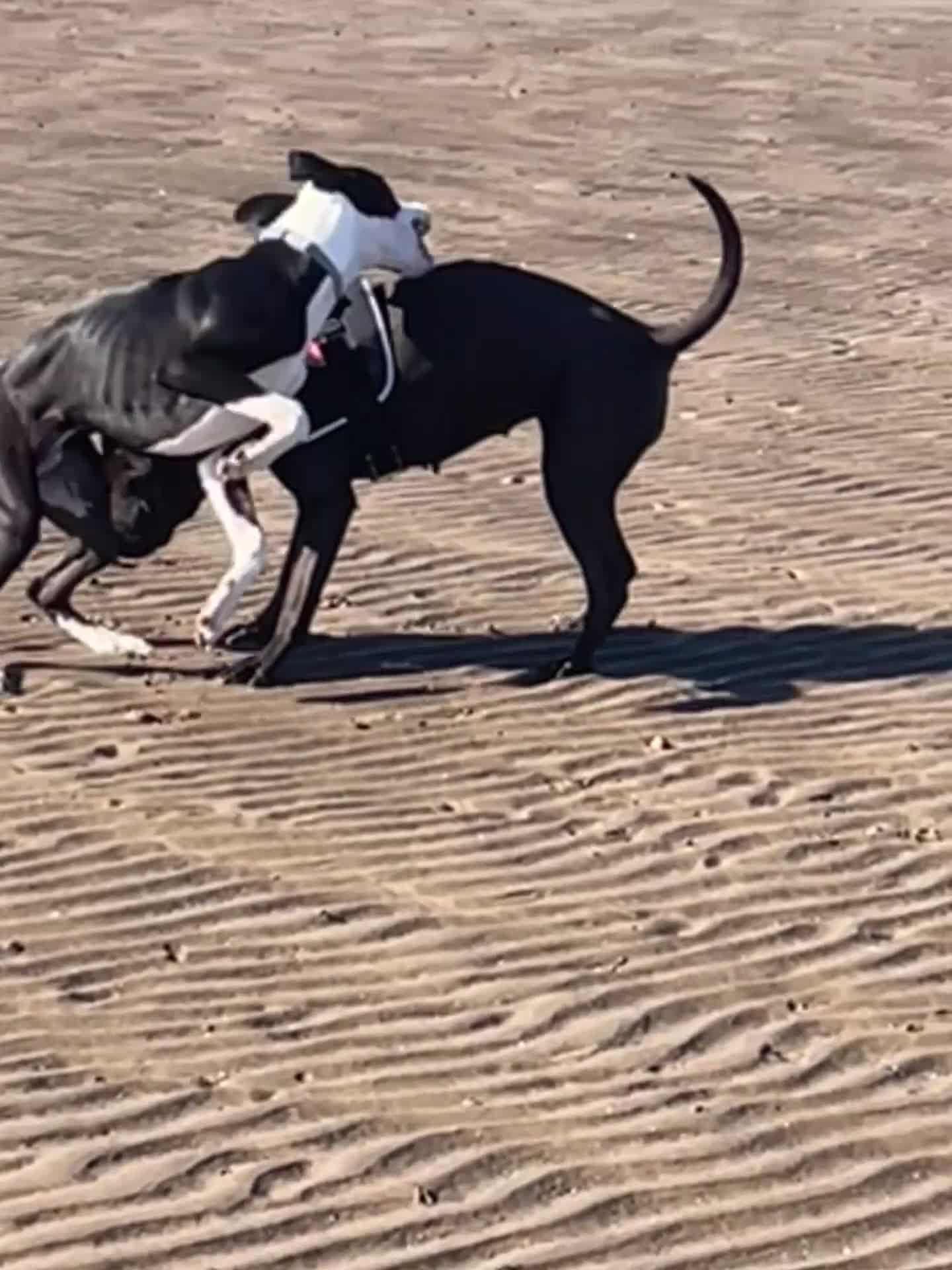 Mixed Breed dogs for sale: Lurcher x sharp pei - Video 5