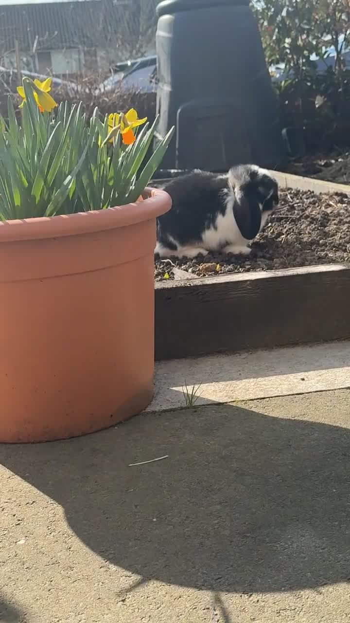 French Lop rabbits for sale: Giant French Lops 1 female available now🐰 - Video 1