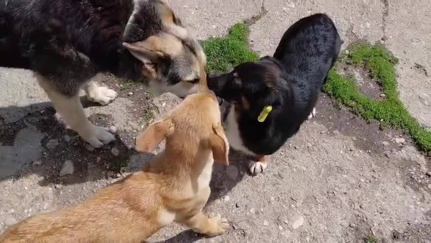 Mixed Breed dogs for adoption: 🐾HOPE - From Death Row to a Heart Full of Hope 💛 in Nottingham - Video 2