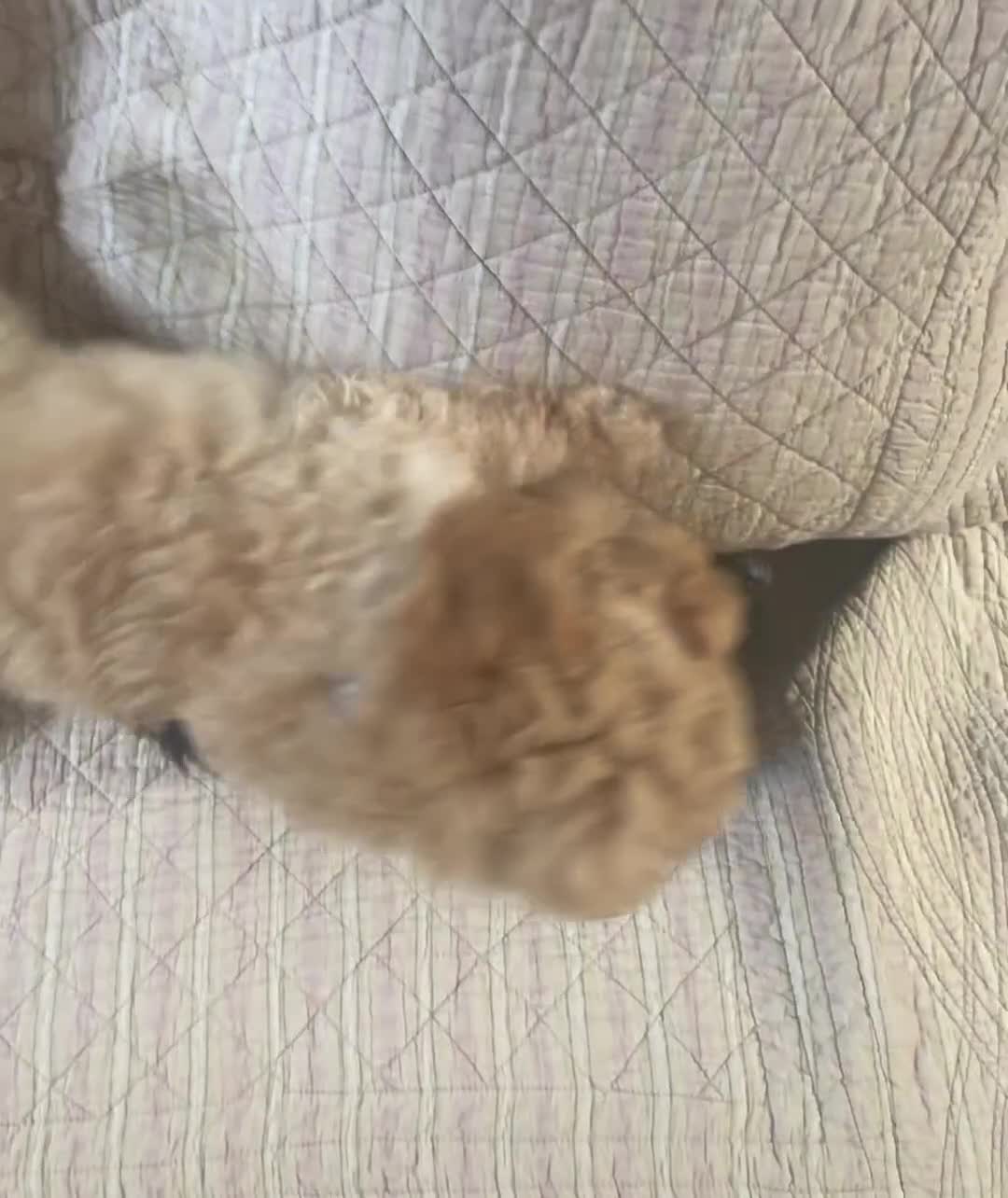 Cockapoo dogs for sale: Cockapoo Puppies 3 vaccines done - Video 1