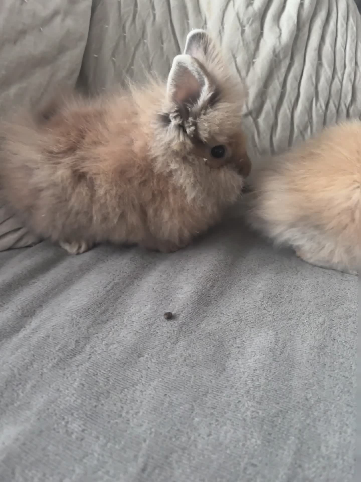 Lionhead rabbits for sale: Beautiful double maned lion heads   in Ripley - Video 1