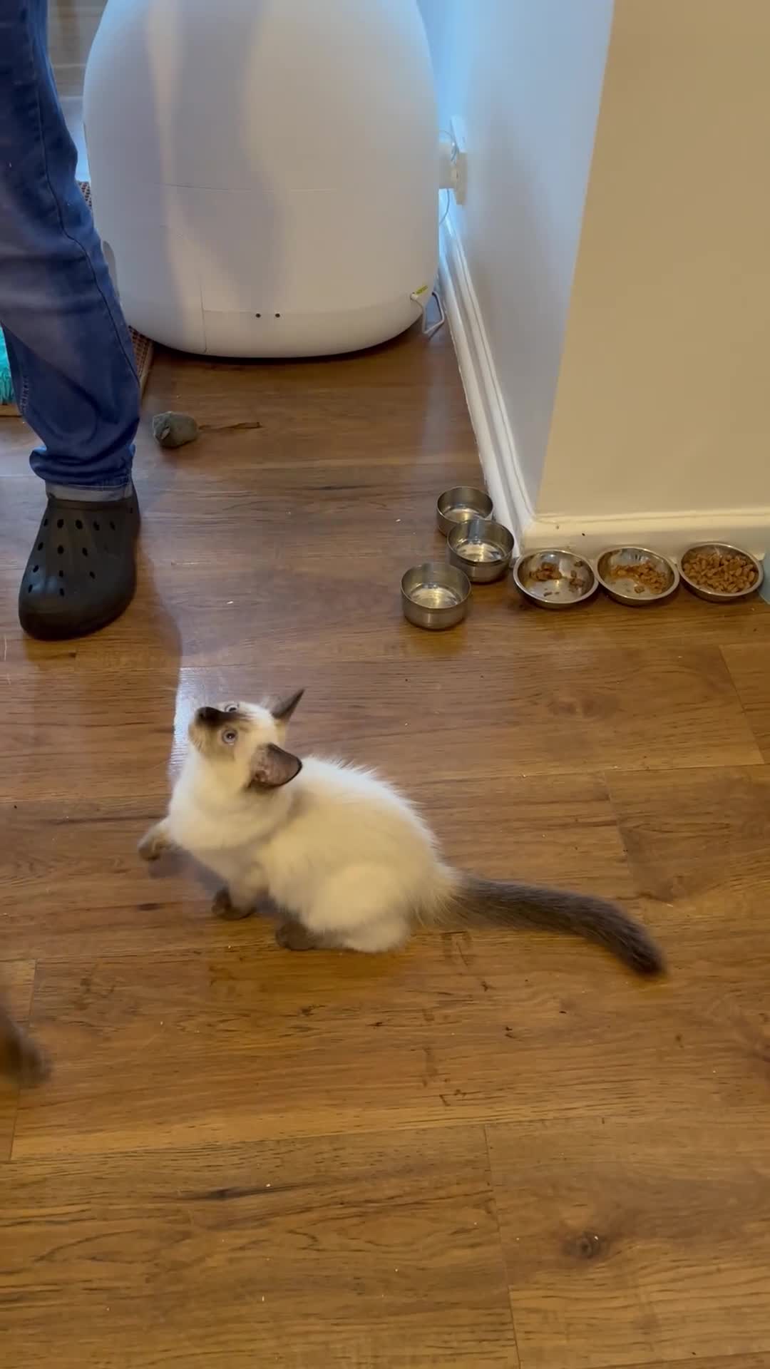 Ragdoll cats for sale: 💖Fabulous Pure Ragdoll Kittens Waiting for Love❤️ - Video 5