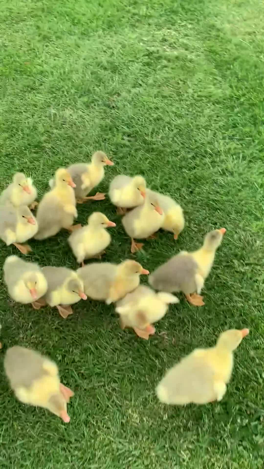 Geese poultry for sale: 1 week old tame embden large goslings - Video 2