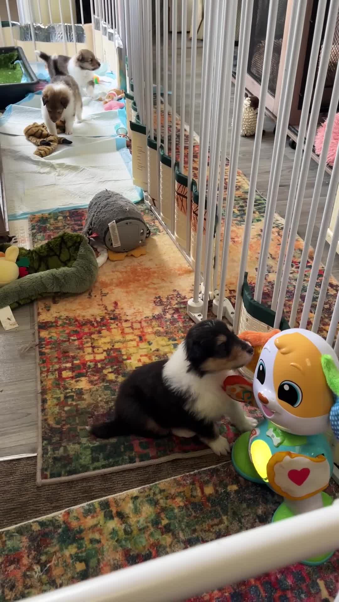 Rough Collie dogs for sale: HAPPY HEALTHY FREE DM-CEA-MDR1-PRA. NO INBREEDING. - Video 2