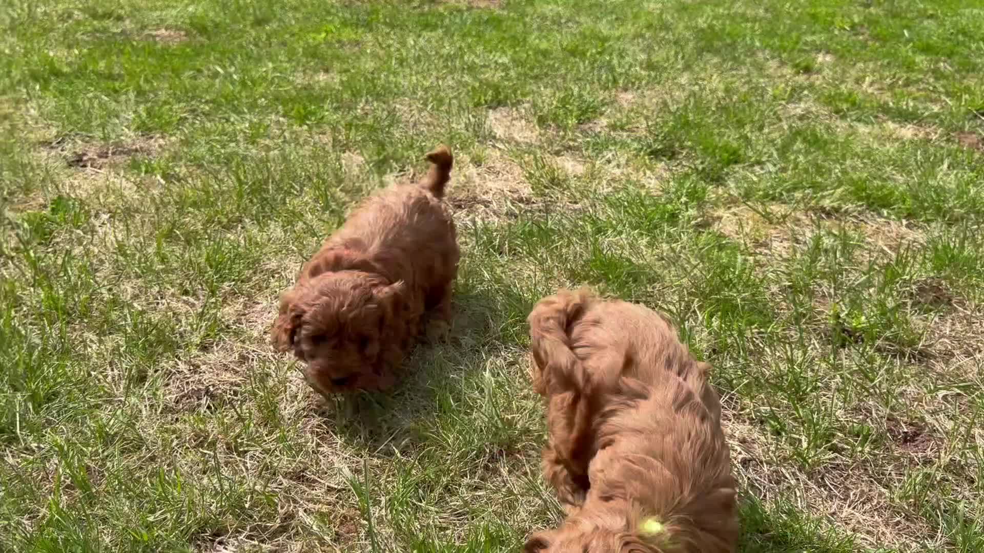 Cavapoo dogs for sale: Extensively health tested Toy F1 Cavapoo puppies - Video 2