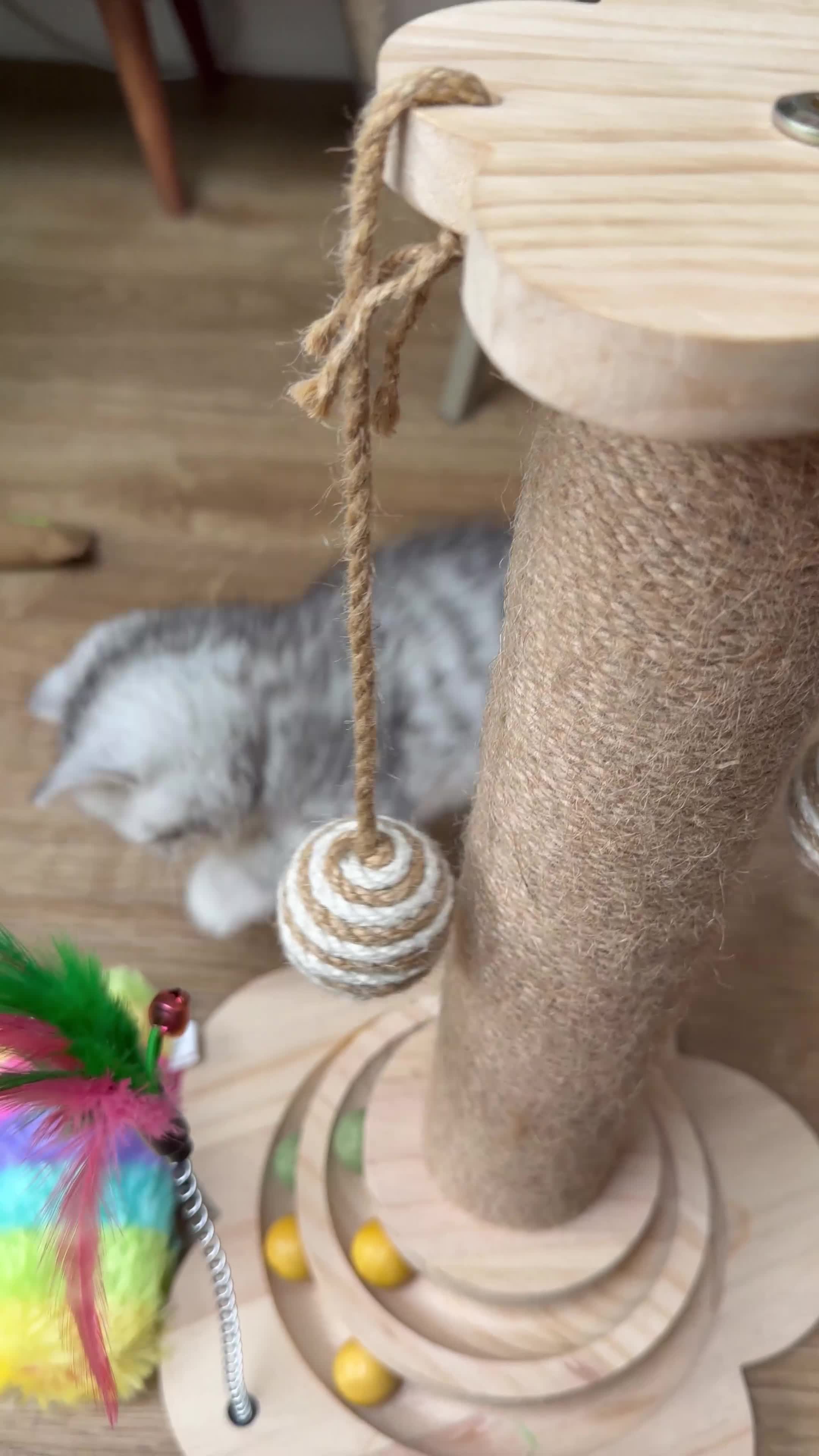British Shorthair cats for sale: Stunning British Shorthair - Video 1