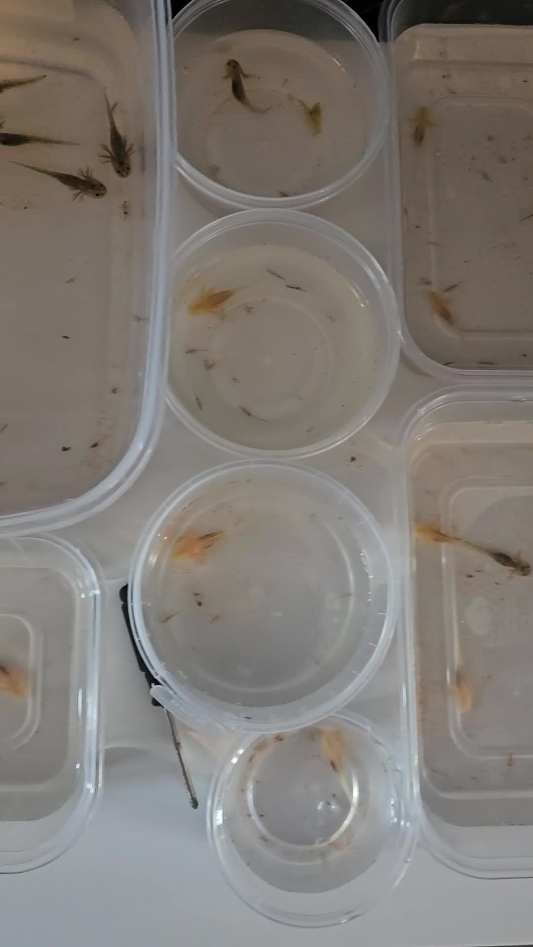 Other/Mixed Breed fish for sale: Axolotls  in Redcar - Video 1