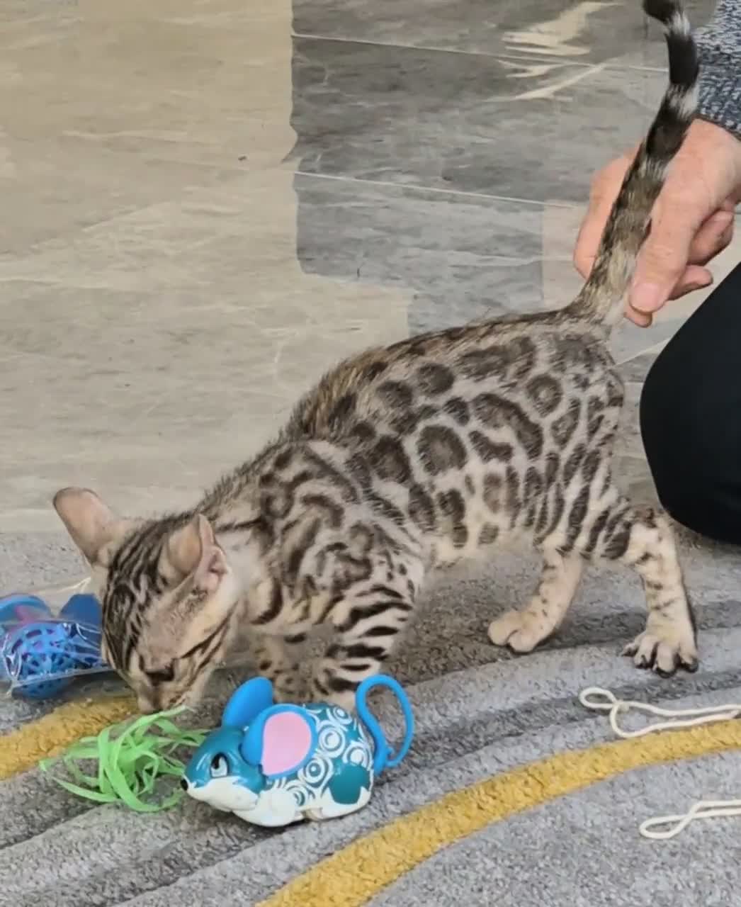 Ready Now Superb Bengal Girl Kitten for sale in Doncaster | Pets4Homes