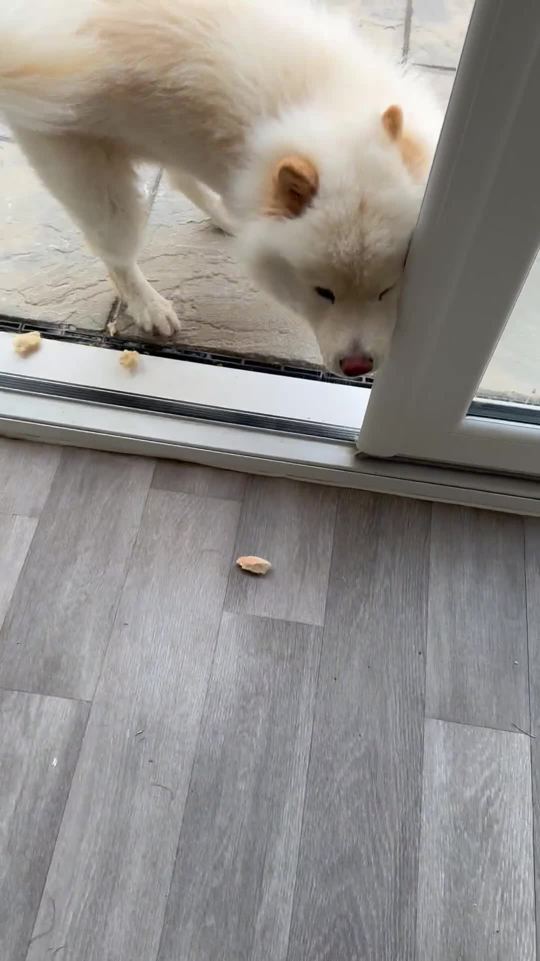 Chow Chow dogs for stud: Chow chow  in Waltham Abbey - Video 1