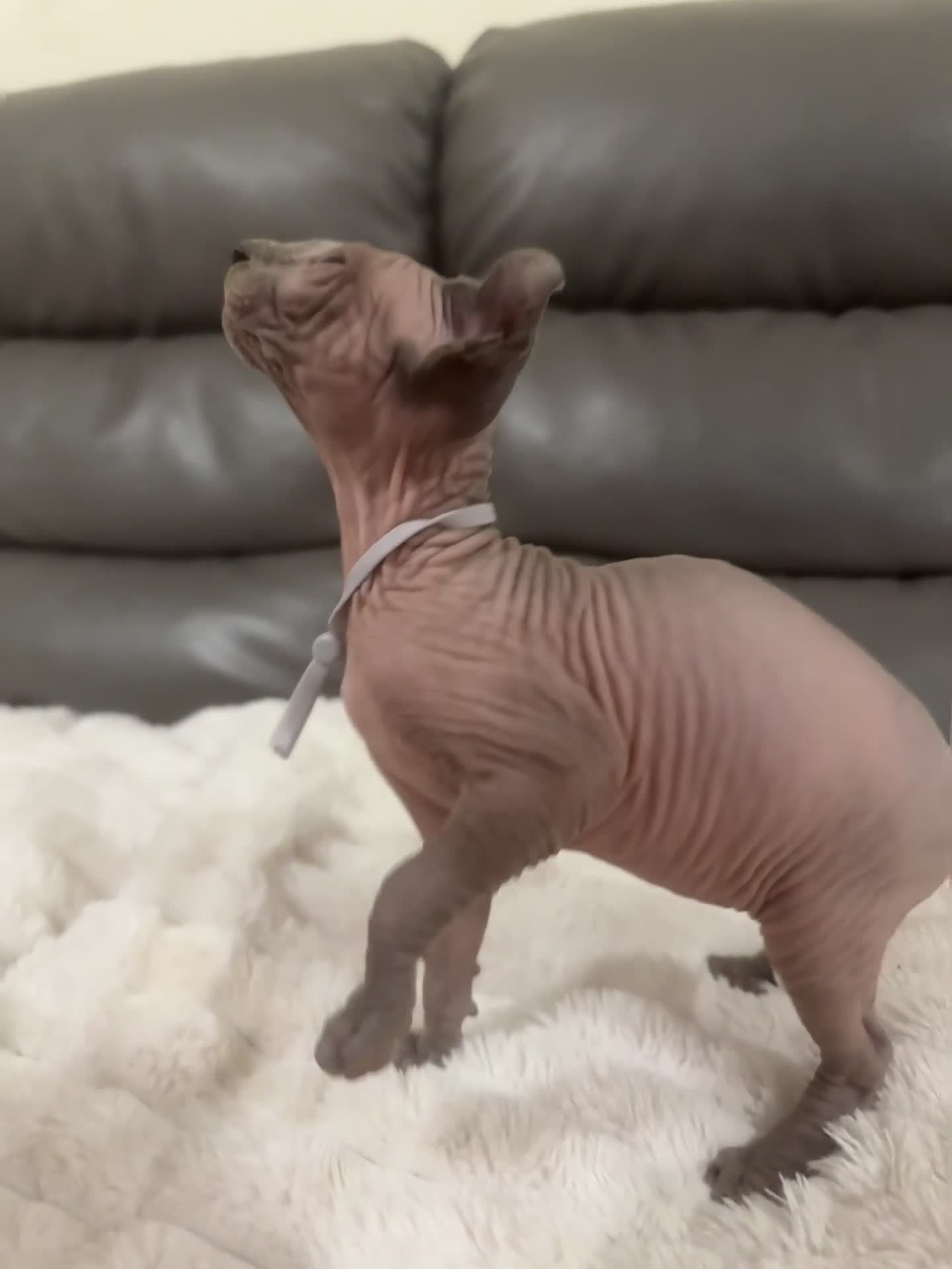 Sphynx cats for sale: TICA SPHYNX BOY AVAILABLE NOW  - Video 2