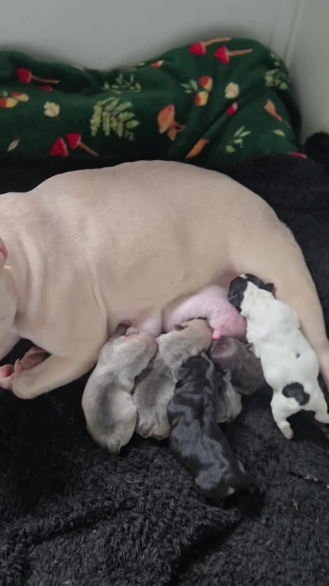 French Bulldog dogs for sale: last boy left in the litter in Preston - Video 5