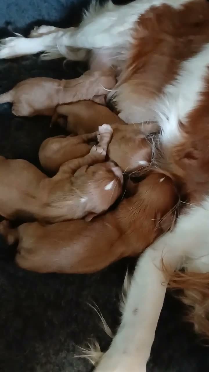 Cavalier King Charles Spaniel dogs for sale: Cute Cavalier boys guaranteed healthy by the vet   - Video 2