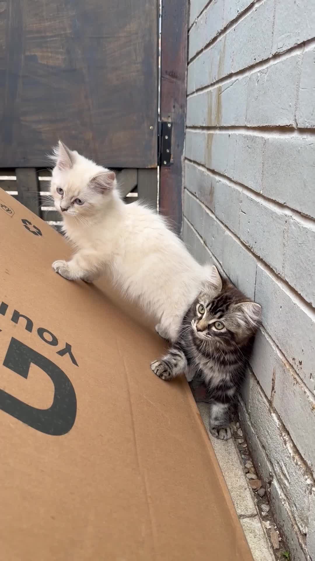 Ragdoll cats for sale: Ragdoll - Video 1