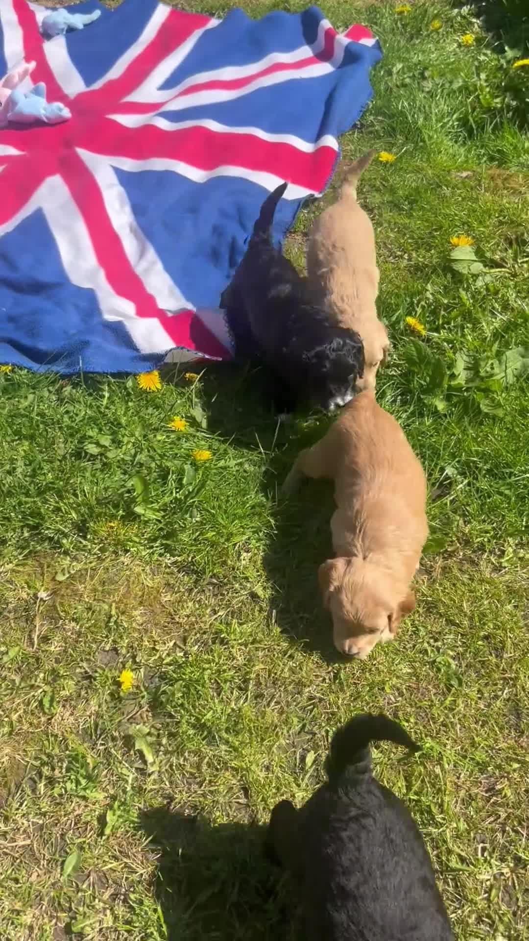 Cockapoo dogs for sale: 4 F2b male Cockapoos for sal - Video 2