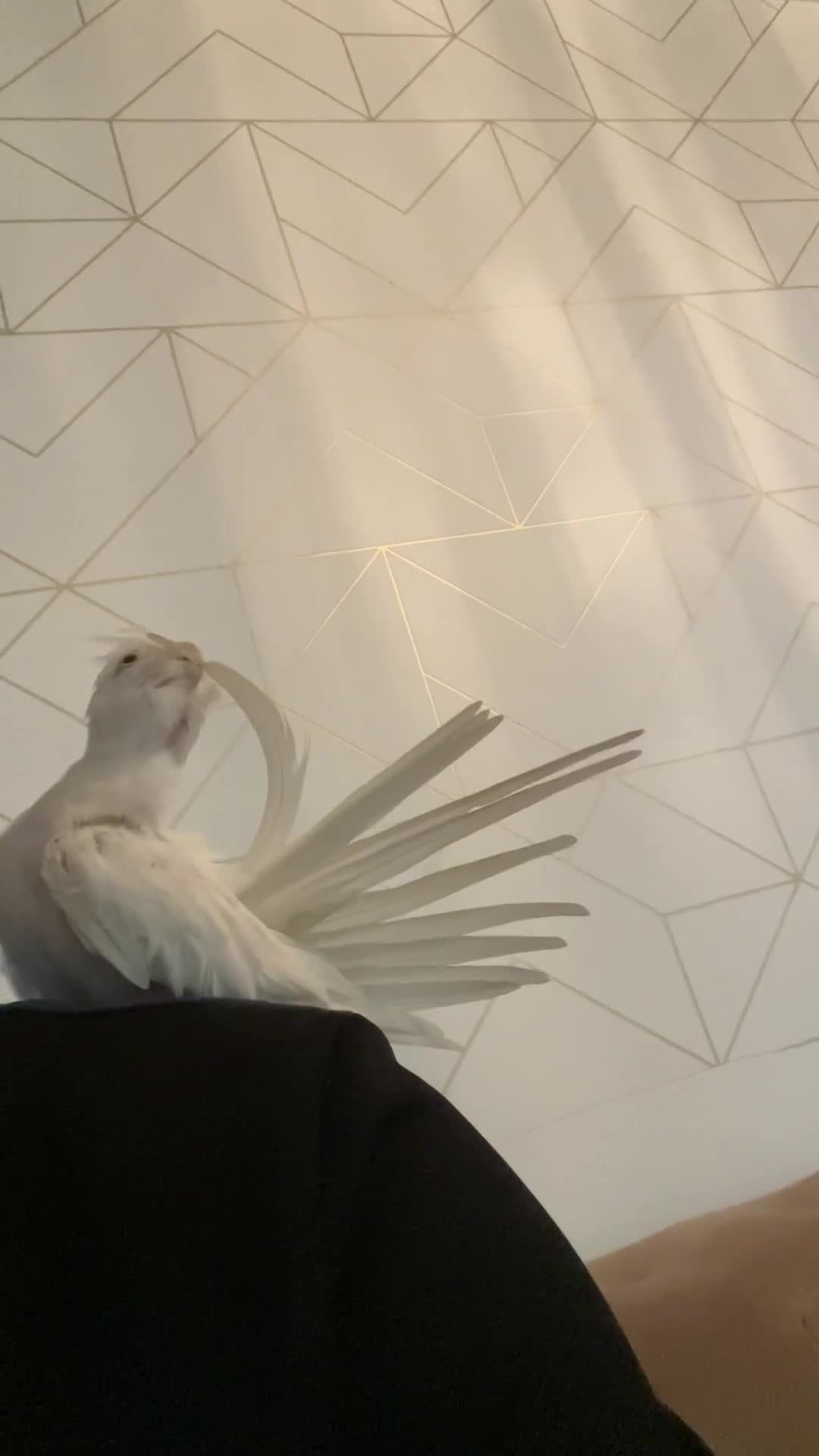 Cockatiels birds for sale: Male and female tame white cocktails for sell  - Video 4
