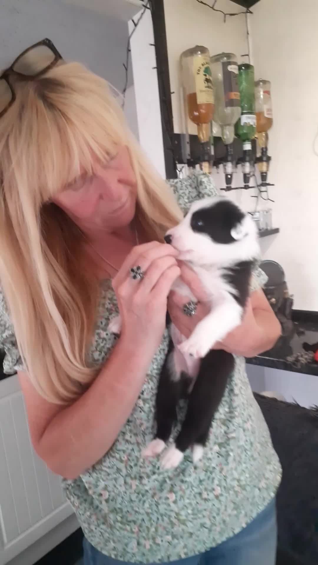 Border Collie dogs for sale: Border collie pups - Video 1