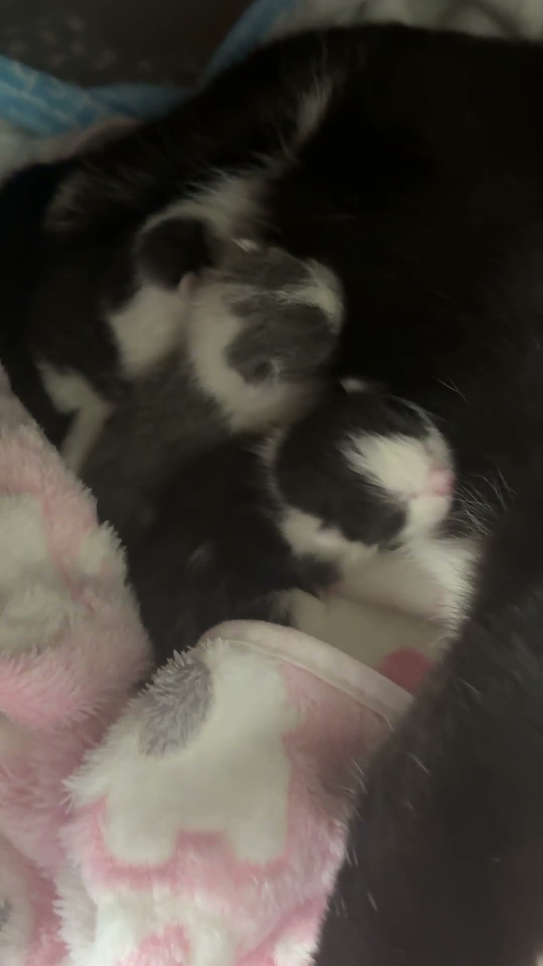 British Shorthair cats for sale: Newborn Kittens in Bradford - Video 1