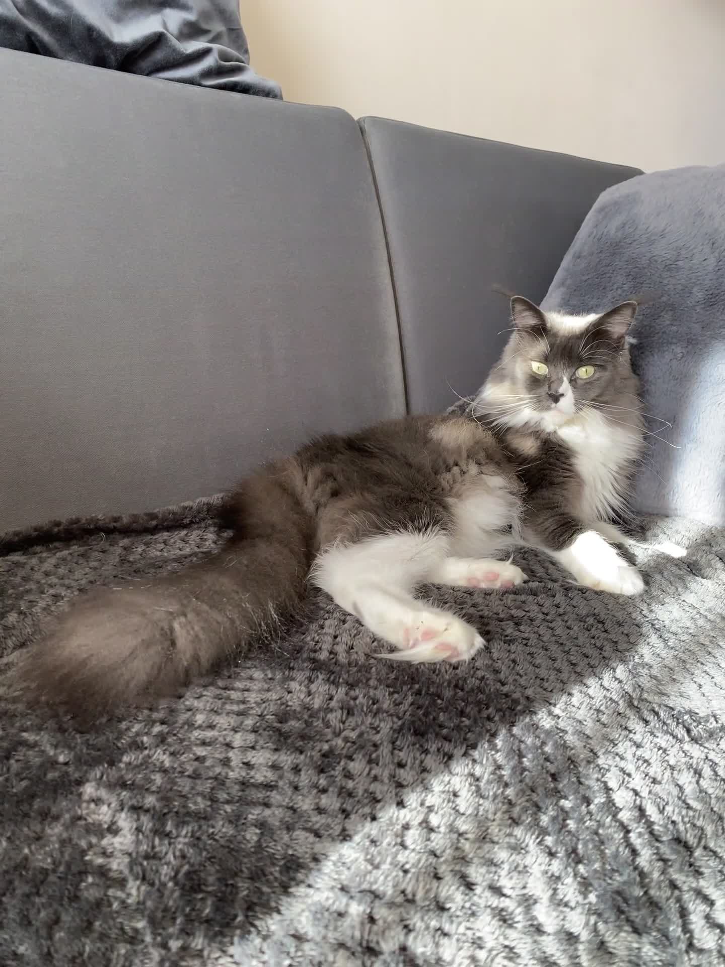 Maine Coon cats for sale: big fluffy blue girl - Video 1