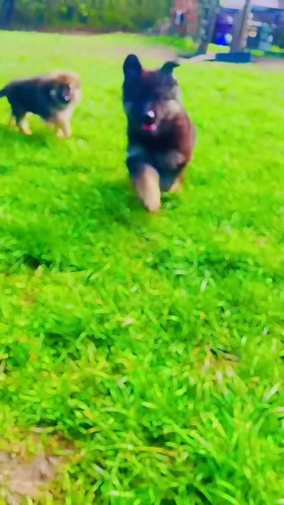 German Shepherd dogs for sale: Perfect Chunky GSD Pups - Video 1