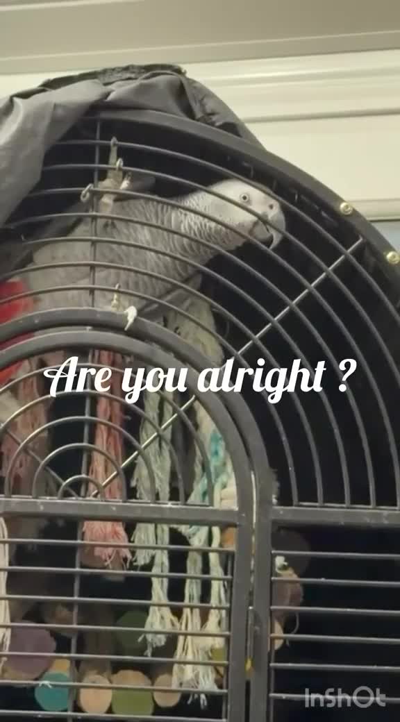 Parrots birds for sale: Krypto the amazing talking african grey in Solihull - Video 2