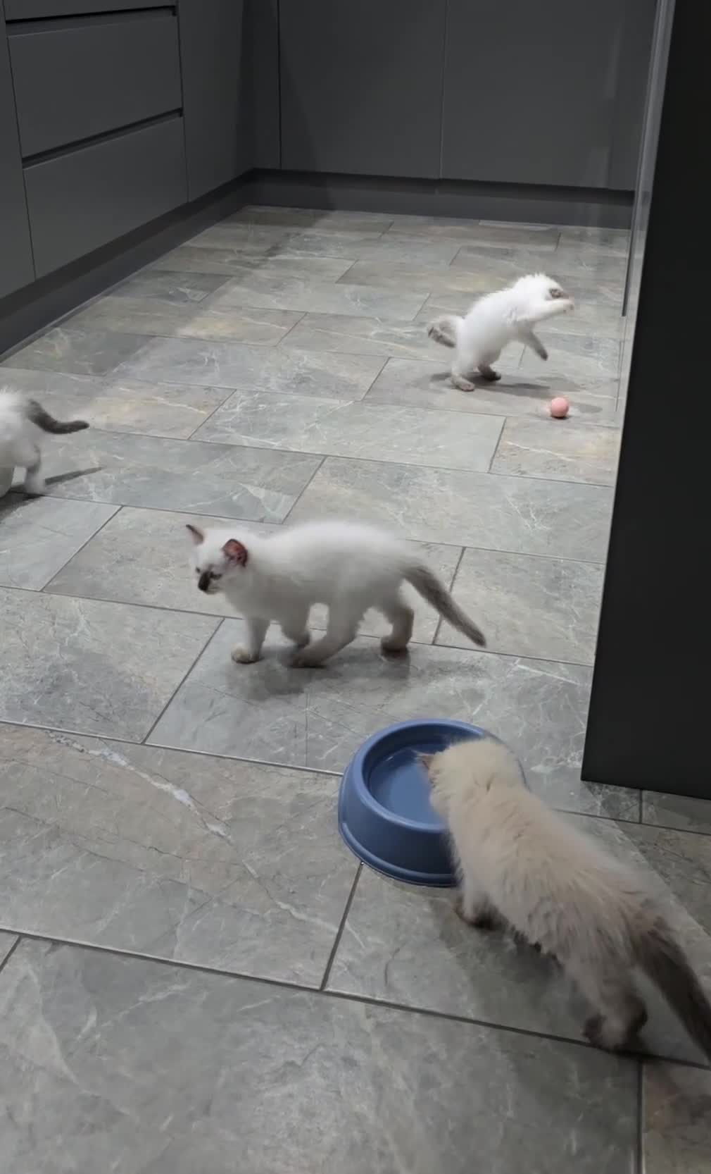 Ragdoll cats for sale: Beautiful ragdoll kittens - Video 1