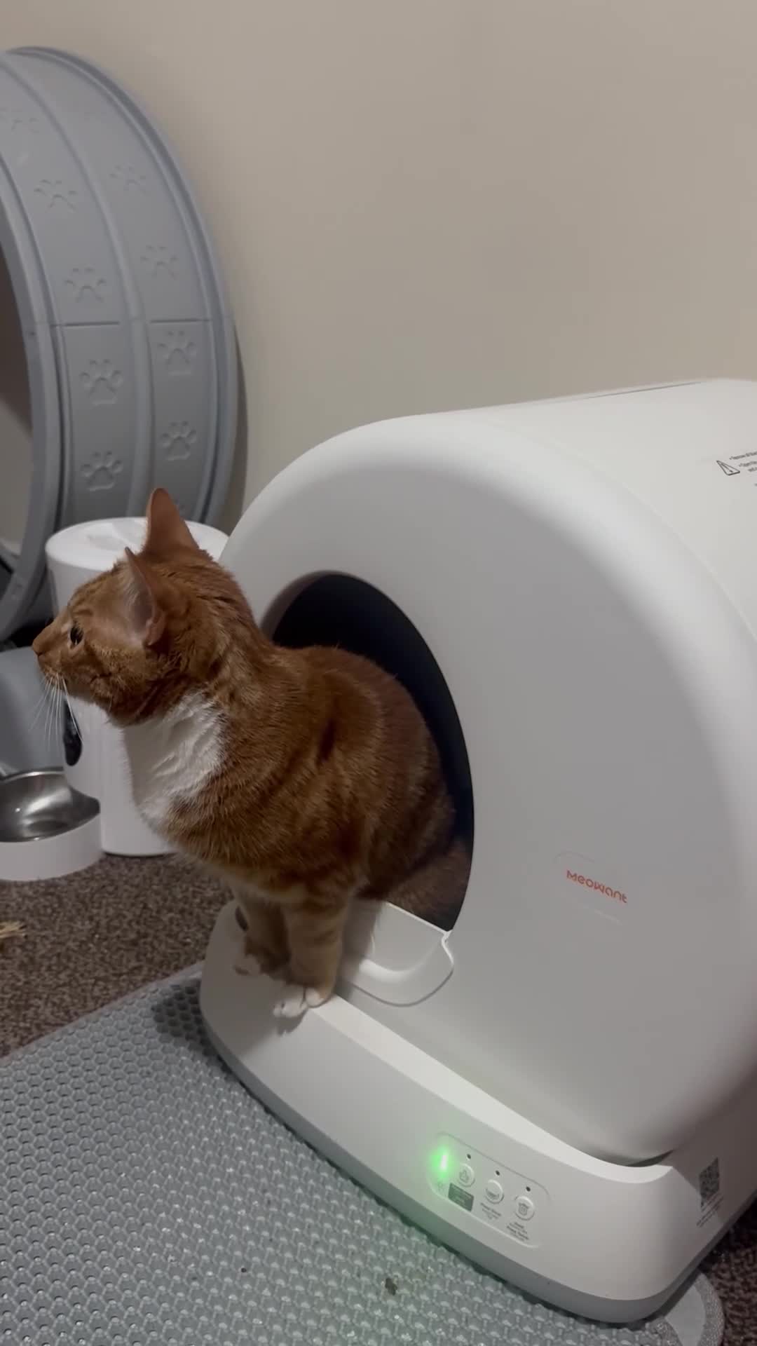 Mixed Breed cats for sale: Playful ginger boy Sheldon needs new loving home in Walsall - Video 2