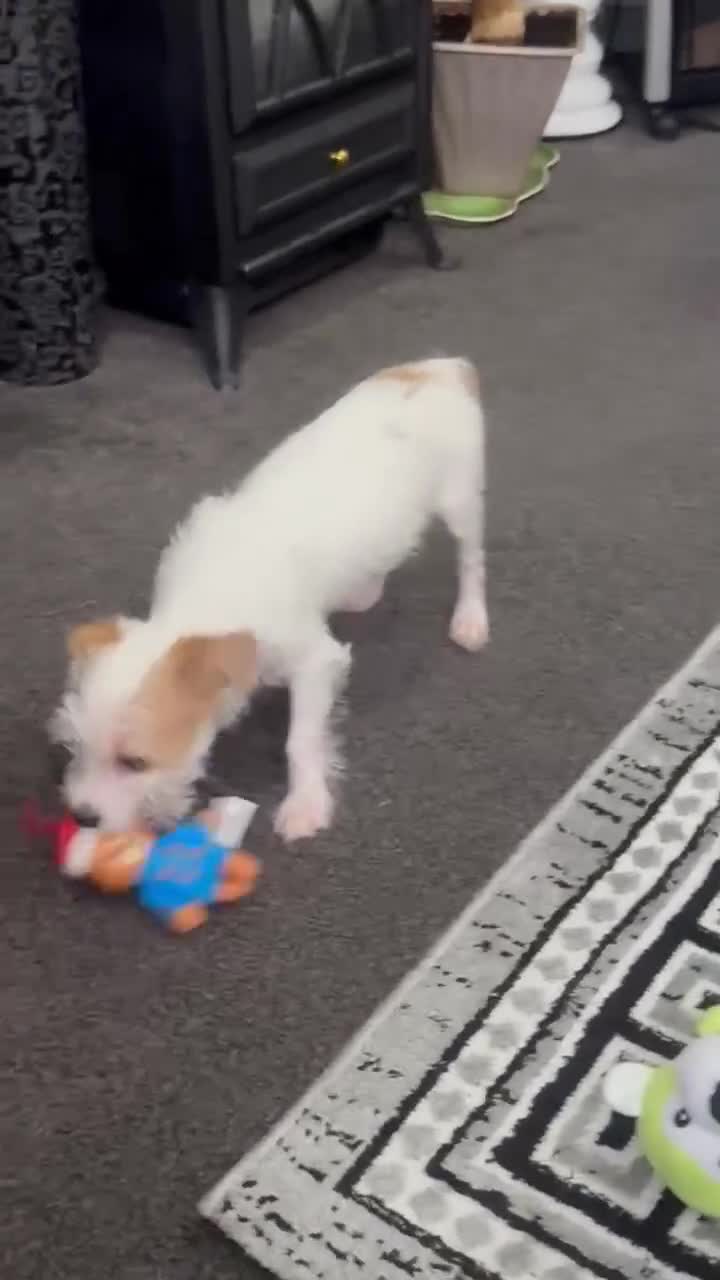 Jack Russell dogs for sale: Jack Russell Aya - Video 1
