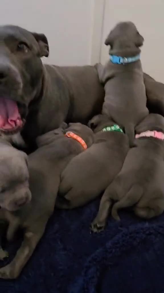 Staffordshire Bull Terrier dogs for sale: Blue Staffordshire Bull Terrier KC registered  - Video 2