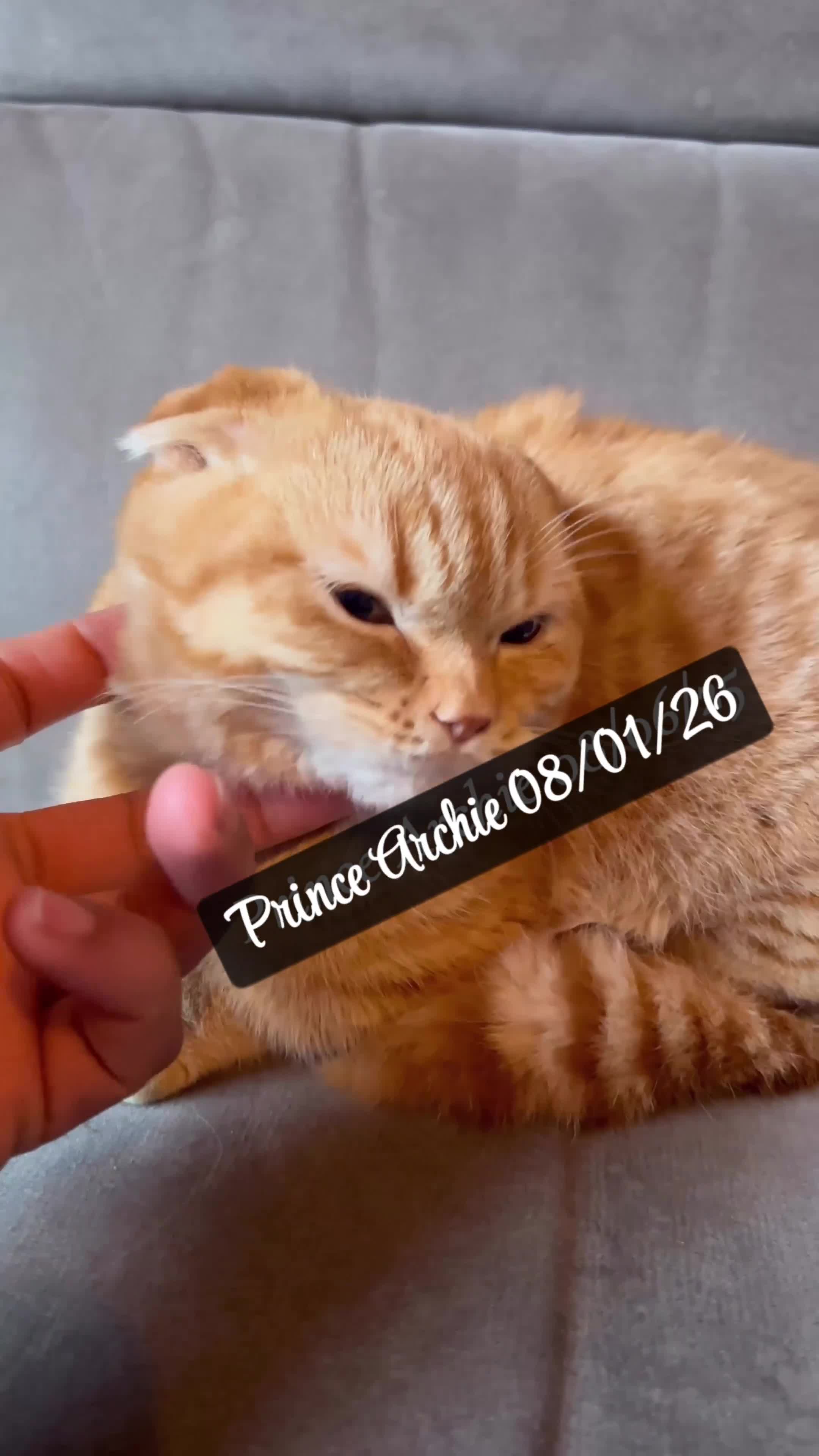 Munchkin cats for sale: Exceptional Quality & Rare Persian Napoleon Minuet - Video 1