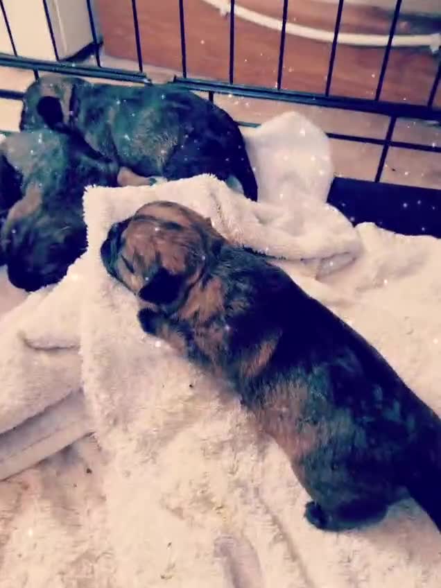 Border Terrier dogs for sale: Border Terrier Puppies - Video 1