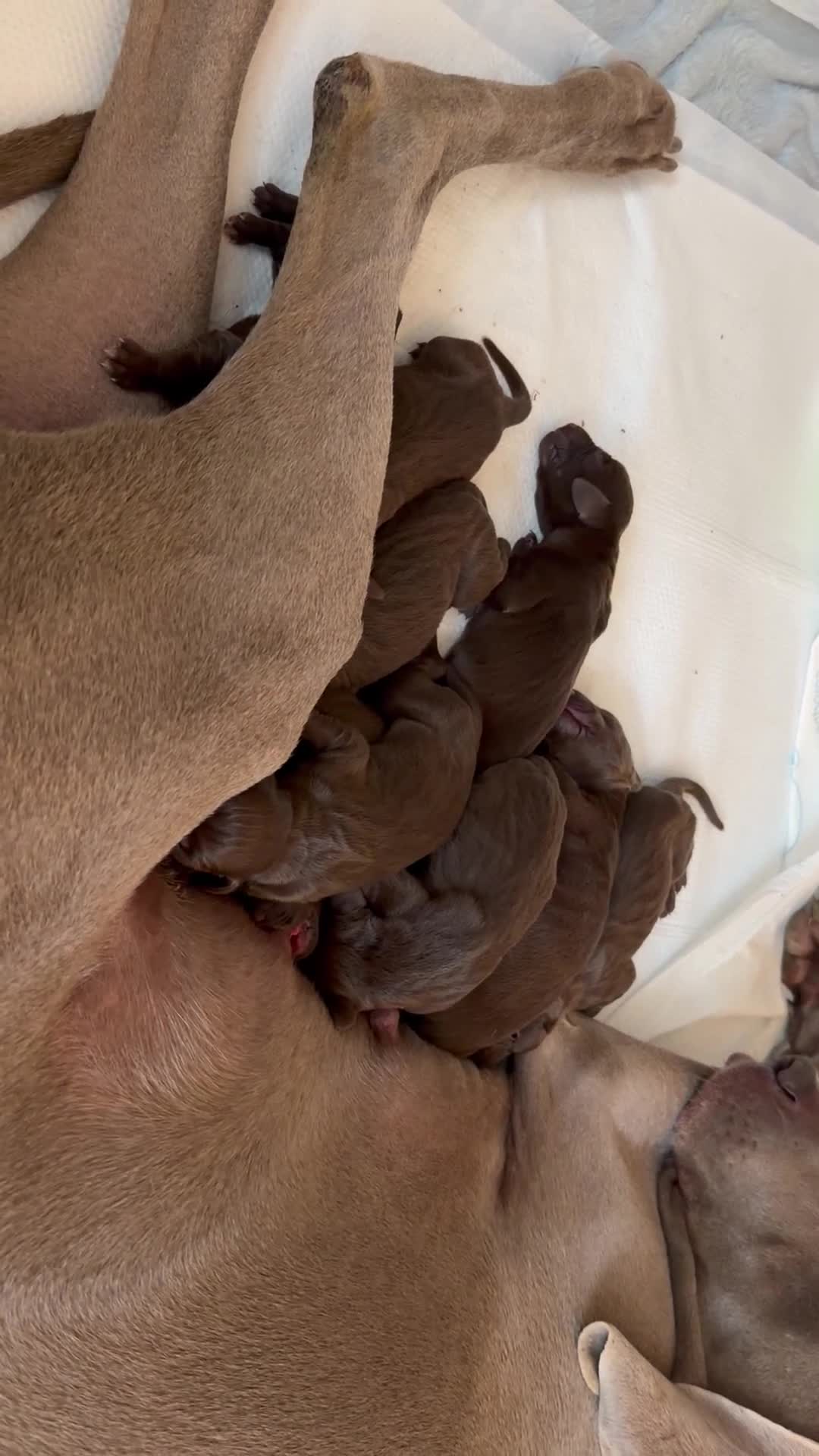 Mixed Breed dogs for sale: Stunningly beautiful Vizmaranas  - Video 1