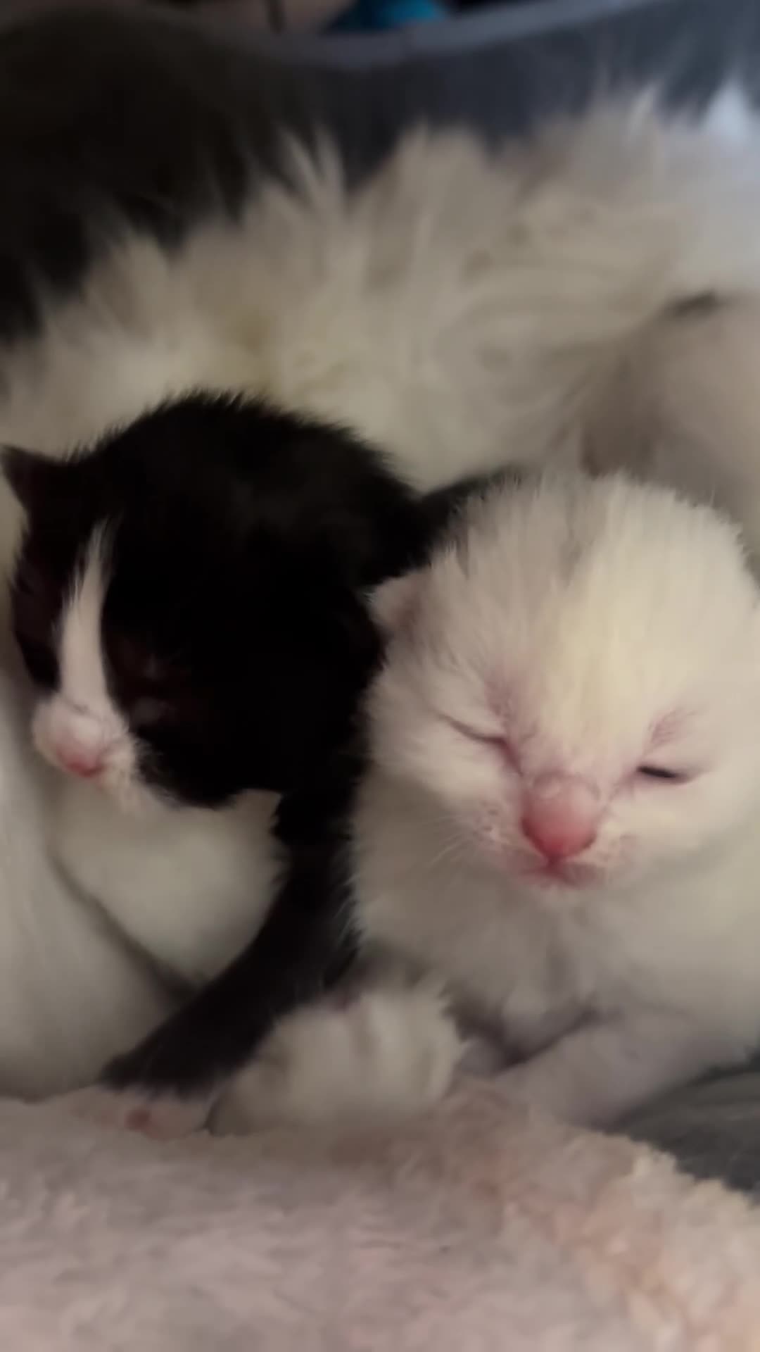 Maine Coon cats for sale: Mainecoon cross ragdoll  - Video 1