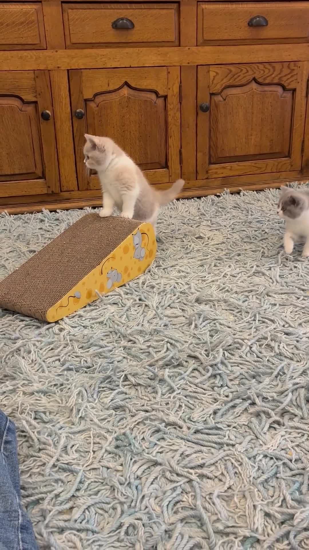 British Shorthair cats for sale: LAST 3 GIRLS CHAMPION BLOOD LINES BSH KITTENS - Video 2