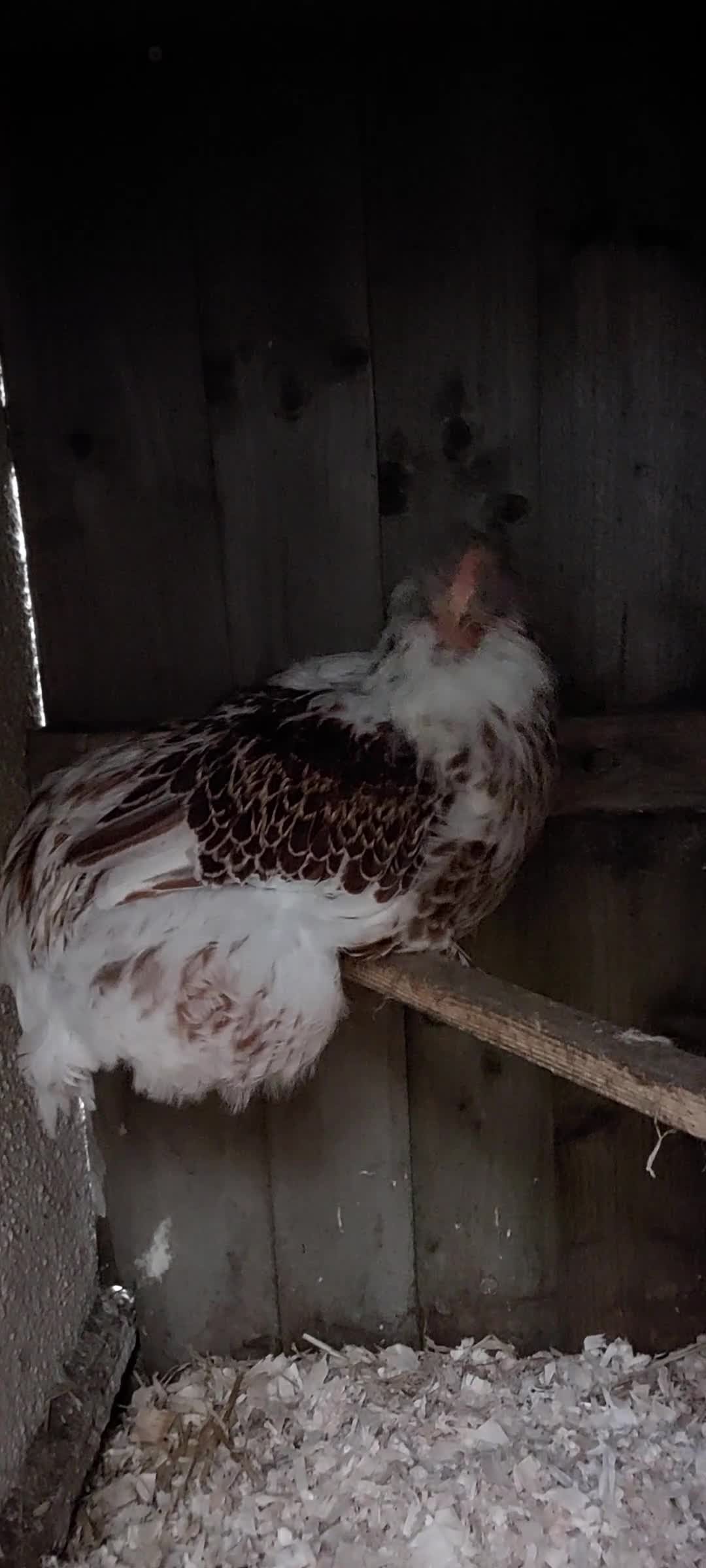 Chickens poultry for sale: Buff laced wyandotte cockeral  - Video 1