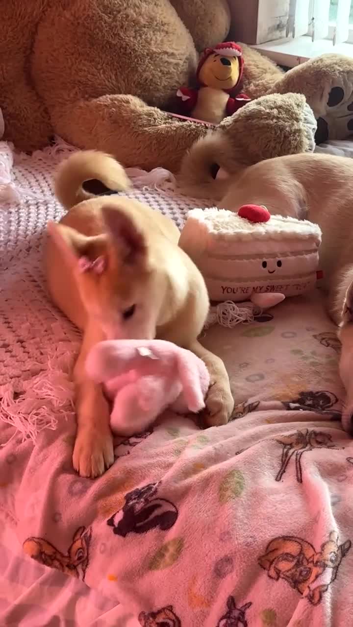 Siberian Husky dogs for sale: Siberian husky  - Video 1