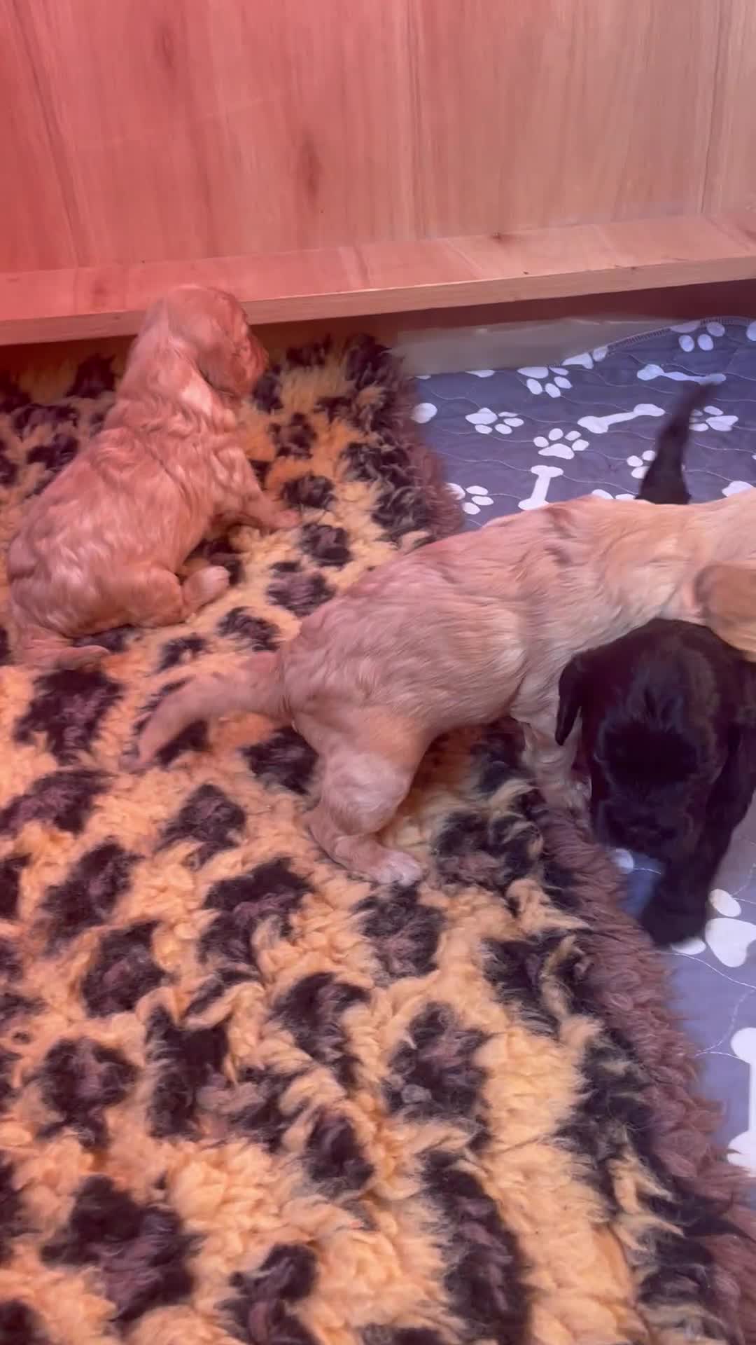 Cavapoo dogs for sale: Cavapoo - Video 4